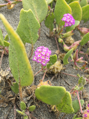 Abronia umbellata breviflora