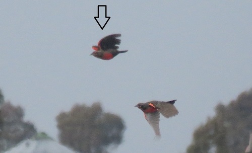 Pampas Meadowlark (Leistes defilippii), photo 6