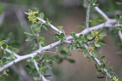 Condalia mexicana