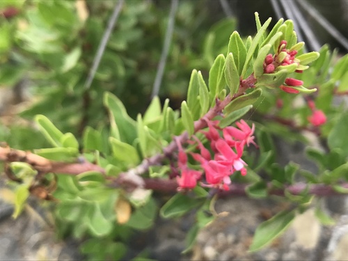 Image of Fuchsia lycioides by (c) Víctor Sarabia Sánchez, some rights reserved (CC BY)