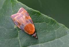 Cenopis diluticostana