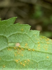 Coleosporium