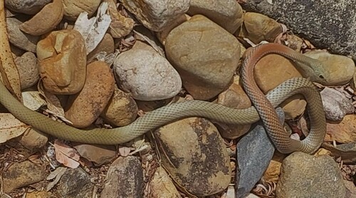 Yellow-faced Whipsnake sighting