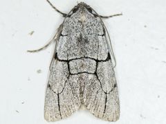Sympistis ragani
