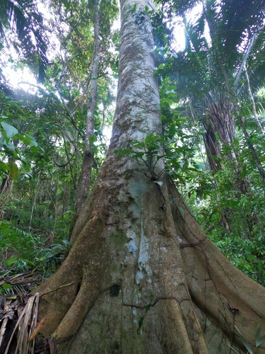 Yanchama (Poulsenia armata)