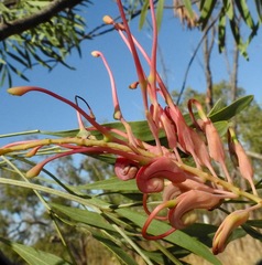 Grevillea heliosperma