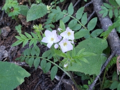 Polemonium pulcherrimum delicatum