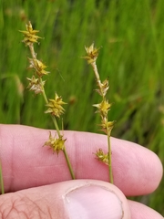 Carex echinata echinata