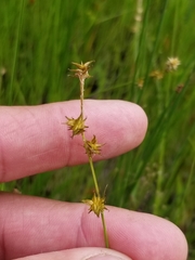Carex echinata echinata