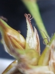 Carex echinata echinata