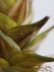 Carex echinata echinata