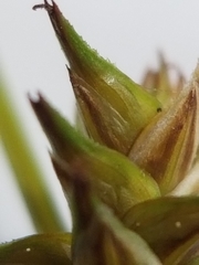 Carex echinata echinata