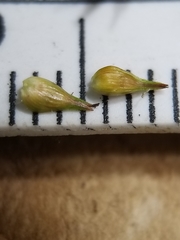 Carex echinata echinata