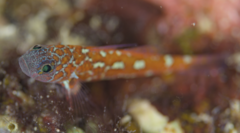 Naude's Dwarfgoby photo 5