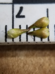 Carex echinata echinata