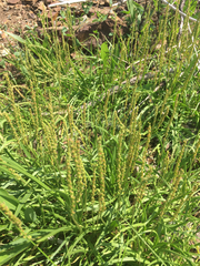 Plantago maritima juncoides