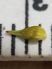 Carex echinata echinata