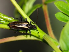 Cortodera longicornis