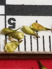 Carex echinata echinata