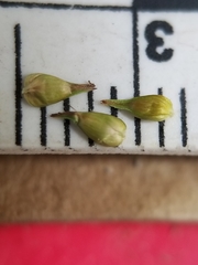 Carex echinata echinata