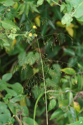 Image of Panicum bisulcatum by (c) WATANABE Hitoshi 渡辺仁, some rights reserved (CC BY)
