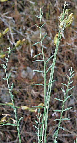 Astragalus conjunctus var. conjunctus