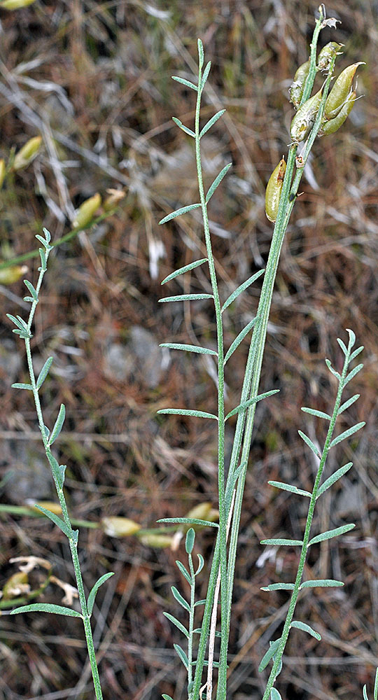 Astragalus conjunctus var. conjunctus