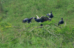 Anhima cornuta