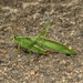 Scudder's Bush Katydids - Photo (c) Nick Block, some rights reserved (CC BY), uploaded by Nick Block