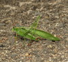 Scudder's Bush Katydids - Photo (c) Nick Block, some rights reserved (CC BY), uploaded by Nick Block