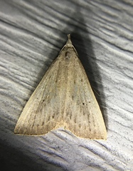 Macrochilo louisiana