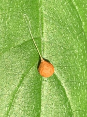Theridiosoma