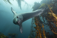 Leopard Seal photo 4