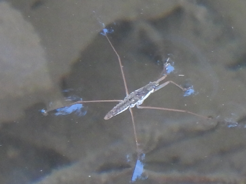 North American Common Water Strider from Bee Cave, TX, USA on October ...