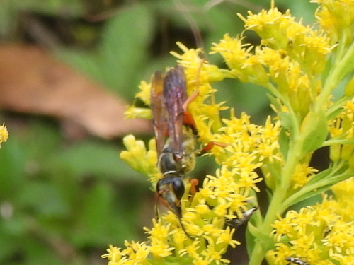 Great golden digger wasp