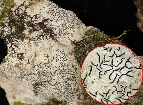 Common Script Lichen