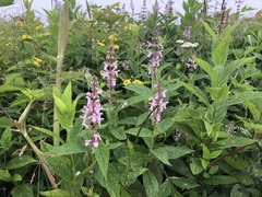 Stachys latidens