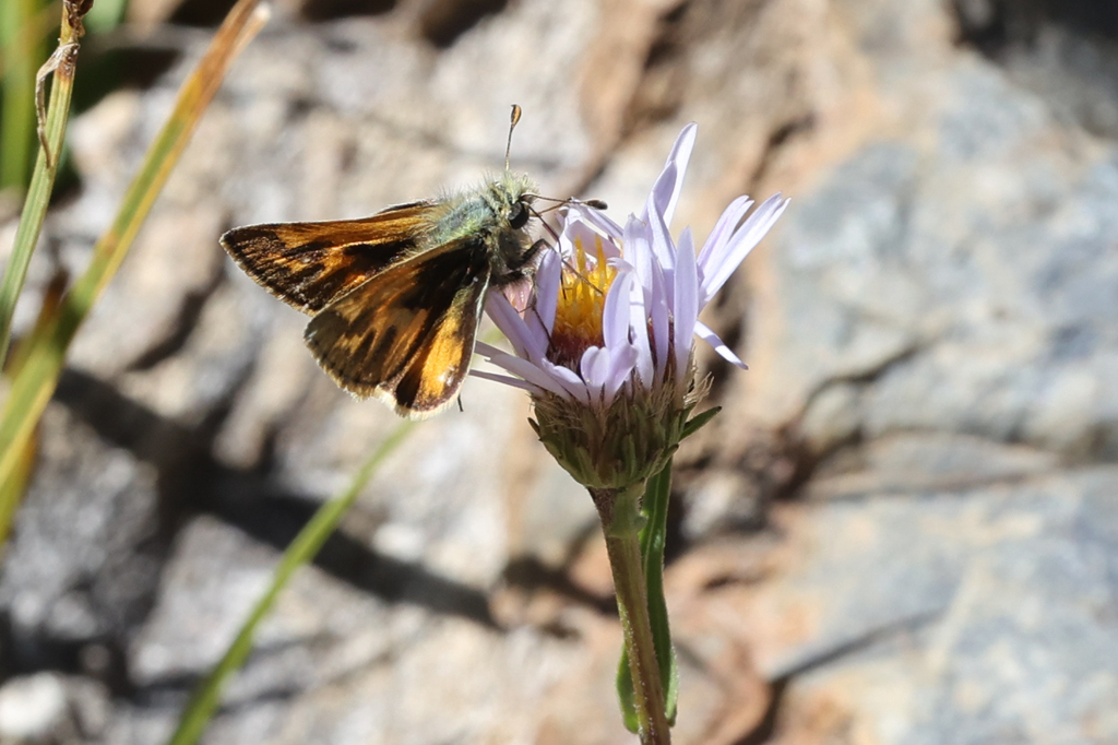 Tecumseh Skipper
