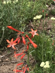 Ipomopsis aggregata aggregata