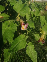 Proboscidea parviflora