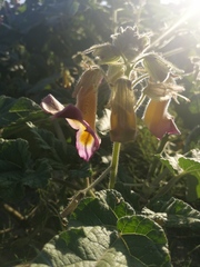 Proboscidea parviflora