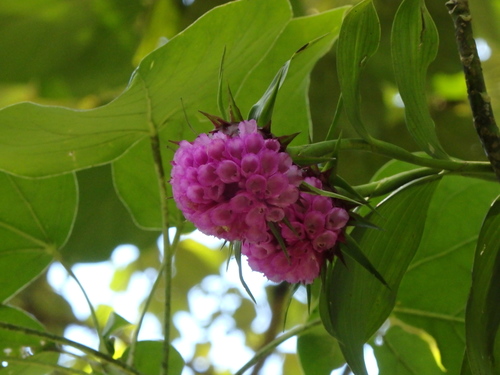 Image of Elleanthus capitatus by (c) Victor De la Cruz, some rights reserved (CC BY)