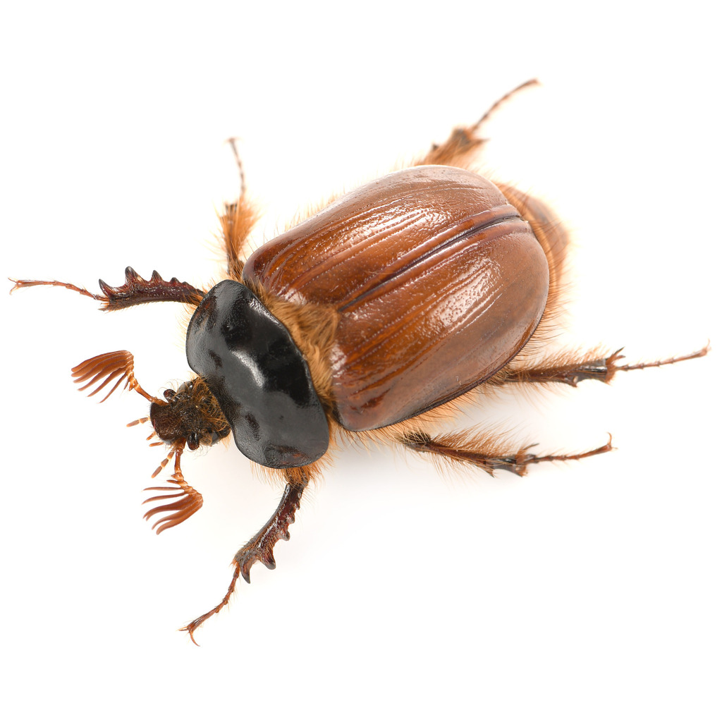 Pleocoma dubitabilis leachi