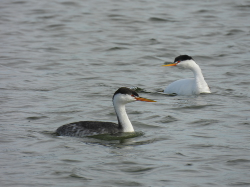 iNaturalist observation photo of Clark's Grebe