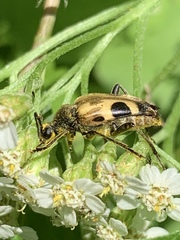 Judolia cordifera