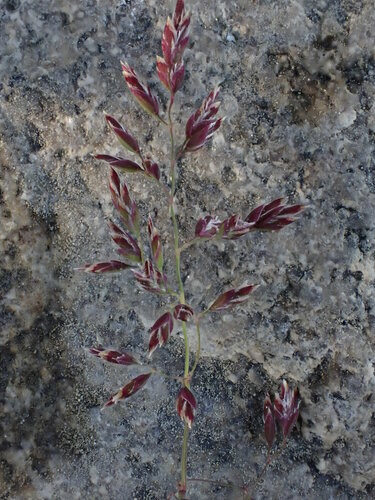Poa alpigena, 2024-06-24