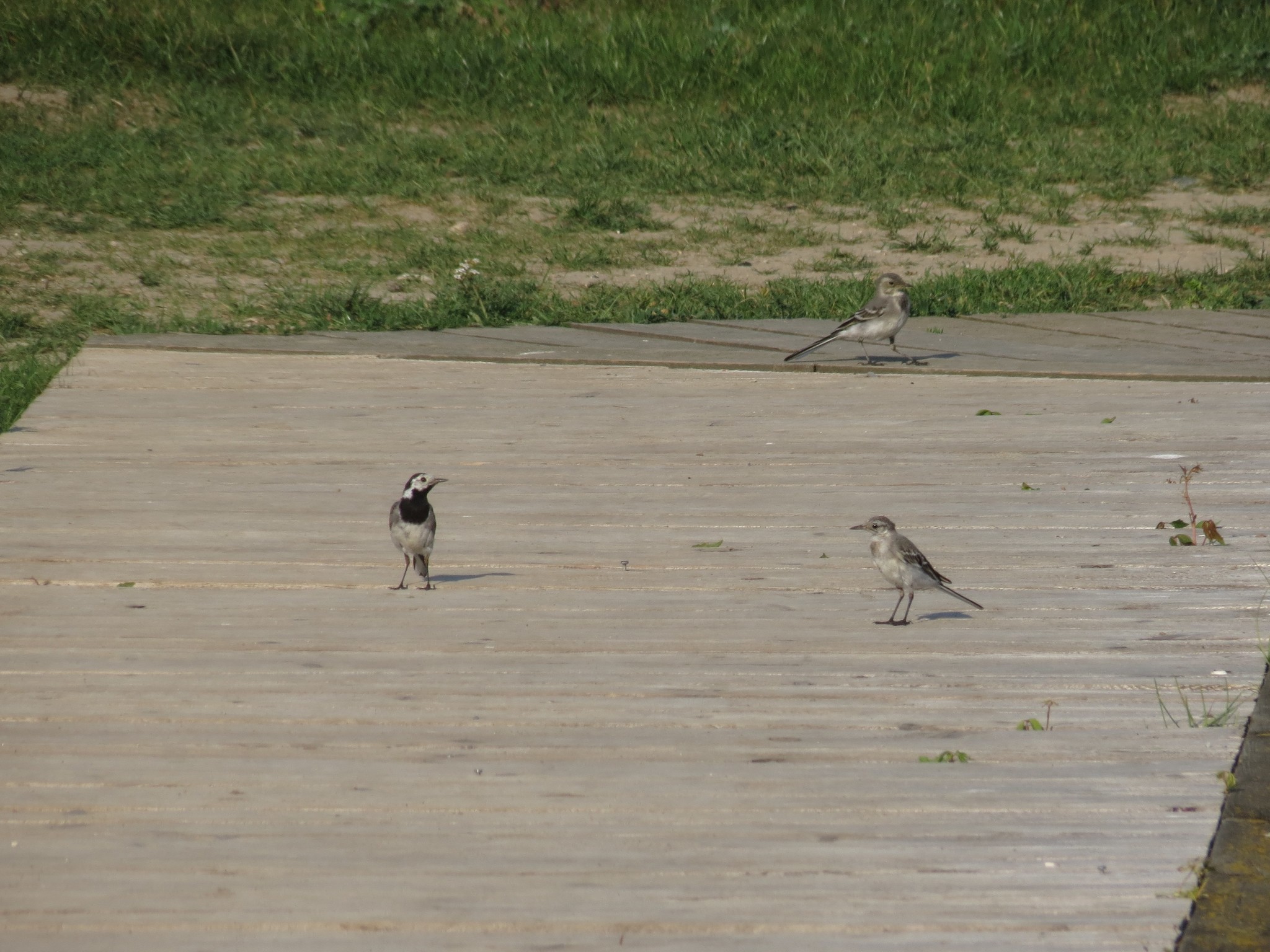 White Wagtail
