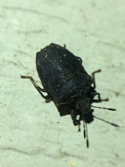 Amaurochrous cinctipes