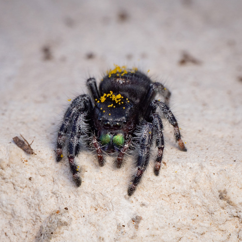 Bold Jumping Spider photographed in Texas