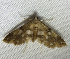 Elophila icciusalis